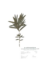 藏品(羅漢松)的圖片